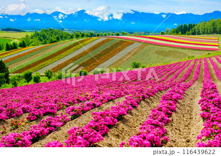 花畑の丘陵 116439622
