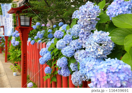 埼玉県川越市南通町 紫陽花まつりが開催される川越八幡宮の灯籠が並ぶ参道を埋めるあじさい 埼玉県川越市南通町 紫陽花まつりが開催される川越八幡宮の灯籠が並ぶ参道を埋めるあじさい 116439691