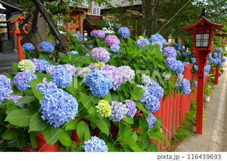 埼玉県川越市南通町　紫陽花まつりが開催される川越八幡宮の灯籠が並ぶ参道を埋めるあじさい 116439693
