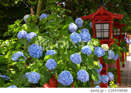 埼玉県川越市南通町 紫陽花まつりが開催される川越八幡宮の灯籠が並ぶ参道を埋めるあじさい 埼玉県川越市南通町 紫陽花まつりが開催される川越八幡宮の灯籠が並ぶ参道を埋めるあじさい 116439696