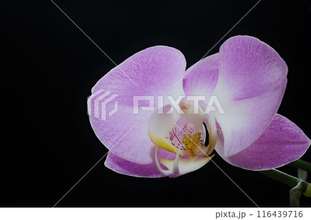 可愛らしく美しく咲く胡蝶蘭の花 可愛らしく美しく咲く胡蝶蘭の花 116439716