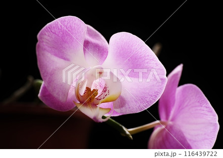 可愛らしく美しく咲く胡蝶蘭の花 可愛らしく美しく咲く胡蝶蘭の花 116439722