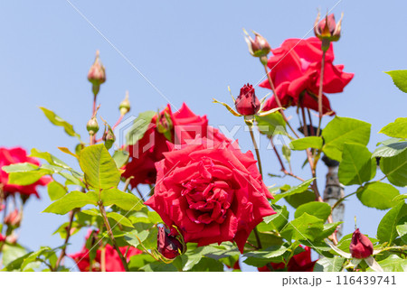 情熱の赤い薔薇01 116439741