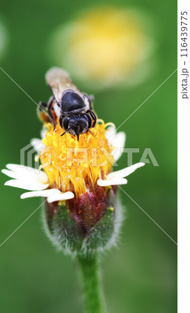 Beautiful Portrait background of Close-up image of a beautiful bee on flower in real natural condition Beautiful Portrait background of Close-up image of a beautiful bee on flower in real natural condition 116439775