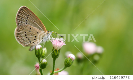 Beautiful Landscape background of Close-up image of a beautiful small butterfly on flower in real natural condition 116439778