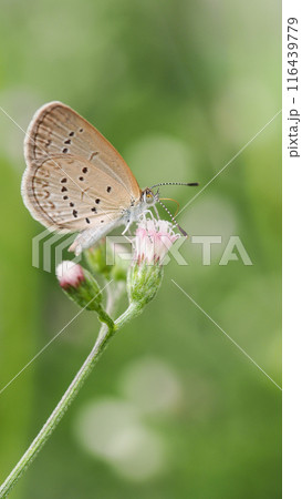 Beautiful Portrait background of Close-up image of a beautiful small butterfly on flower in real natural condition 116439779