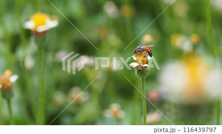 Beautiful landscape background of Close-up image of a beautiful bee on flower in real natural condition Beautiful landscape background of Close-up image of a beautiful bee on flower in real natural condition 116439797