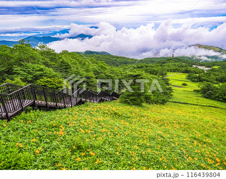 【栃木県】雨上がりの日光・霧降高原  天空回廊斜面のニッコウキスゲ 116439804