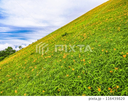 【栃木県】雨上がりの日光・霧降高原  天空回廊斜面のニッコウキスゲ 116439820