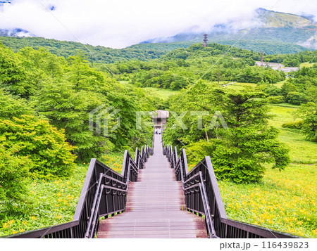 【栃木県】雨上がりの霧降高原 1445段の階段・天空回廊とニッコウキスゲ 【栃木県】雨上がりの霧降高原 1445段の階段・天空回廊とニッコウキスゲ 116439823