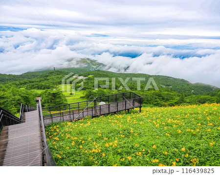 【栃木県】雨上がりの日光・霧降高原 天空回廊斜面のニッコウキスゲ 【栃木県】雨上がりの日光・霧降高原 天空回廊斜面のニッコウキスゲ 116439825