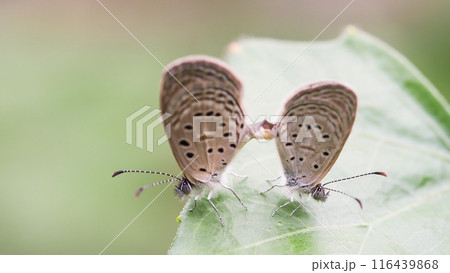 Beautiful Landscape background of Close-up image of a beautiful matting small butterfly on the leaf in real natural condition Beautiful Landscape background of Close-up image of a beautiful matting small butterfly on the leaf in real natural condition 116439868
