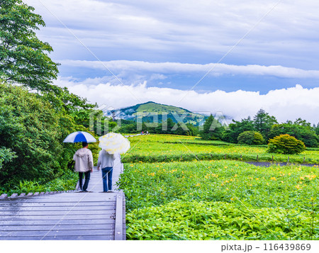 【栃木県】雨上がりの日光・霧降高原  ニッコウキスゲ咲く遊歩道を歩く観光客 116439869