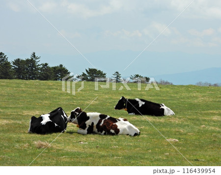 美ヶ原高原に放牧された牛達 116439954