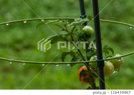 雨の雫が滴る家庭菜園のミニトマト 116439967