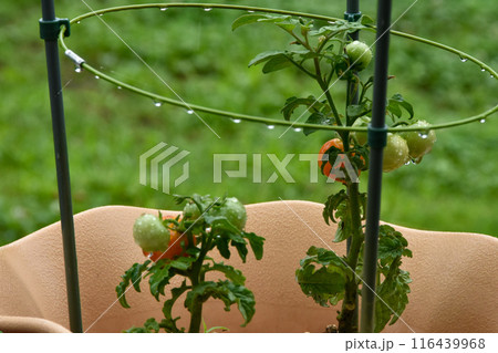 雨の雫が滴る家庭菜園のミニトマト 116439968