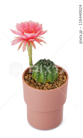 Lobivia Cactus in Pot with Pink Flower Isolated on White Background for Home Decor, Botanical Studies, and Graphic Design Lobivia Cactus in Pot with Pink Flower Isolated on White Background for Home Decor, Botanical Studies, and Graphic Design 116440024