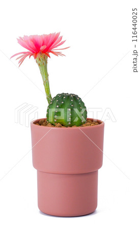 Lobivia Cactus in Pot with Pink Flower Isolated on White Background for Home Decor, Botanical Studies, and Graphic Design Lobivia Cactus in Pot with Pink Flower Isolated on White Background for Home Decor, Botanical Studies, and Graphic Design 116440025