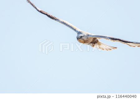 飛翔する美しいケアシノスリ（タカ科）。  日本国群馬県、利根川河川敷にて。 116440040
