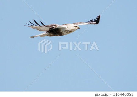 飛翔する美しいケアシノスリ（タカ科）。  日本国群馬県、利根川河川敷にて。 116440053
