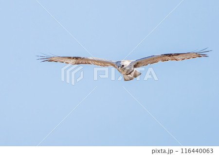 飛翔する美しいケアシノスリ(タカ科)。 日本国群馬県、利根川河川敷にて。 飛翔する美しいケアシノスリ(タカ科)。 日本国群馬県、利根川河川敷にて。 116440063