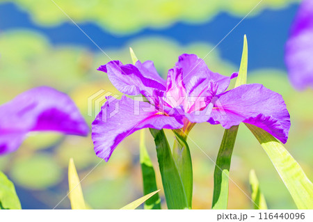 家の周りの草花　四季の色々　公園の水辺を美しい色とりどりの花菖蒲の花が彩どっています 116440096
