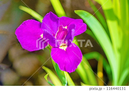 家の周りの草花　四季の色々　公園の水辺を美しい色とりどりの花菖蒲の花が彩どっています 116440131