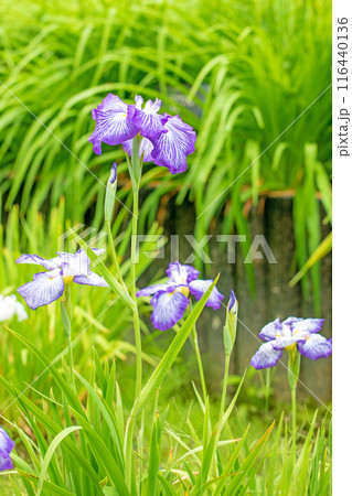 家の周りの草花　四季の色々　公園の水辺を美しい色とりどりの花菖蒲の花が彩どっています 116440136