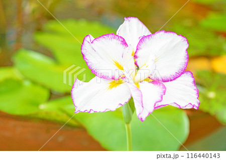 家の周りの草花　四季の色々　公園の水辺を美しい色とりどりの花菖蒲の花が彩どっています 116440143