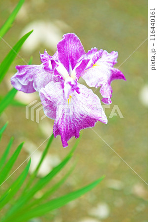 家の周りの草花 四季の色々 公園の水辺を美しい色とりどりの花菖蒲の花が彩どっています 家の周りの草花 四季の色々 公園の水辺を美しい色とりどりの花菖蒲の花が彩どっています 116440161