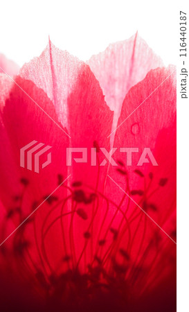 Close-Up of a Red Cactus Flower with Pink Petals and Dark Stamens, Suitable for Graphic Design, Botanical Articles, Educational Posters, Nature-Related Websites, Social Media Content, and Print Media 116440187