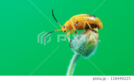 Yellow Beetle on Flower Bud with Green Background - Ideal for Minimalist Art, Educational Materials, Nature Blogs, and Entomological Studies 116440225