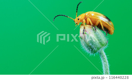 Yellow Beetle on Flower Bud with Green Background - Ideal for Minimalist Art, Educational Materials, Nature Blogs, and Entomological Studies 116440228