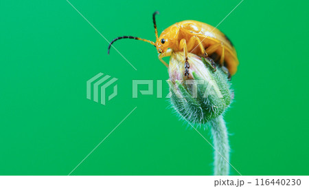 Yellow Beetle on Flower Bud with Green Background - Ideal for Minimalist Art, Educational Materials, Nature Blogs, and Entomological Studies 116440230