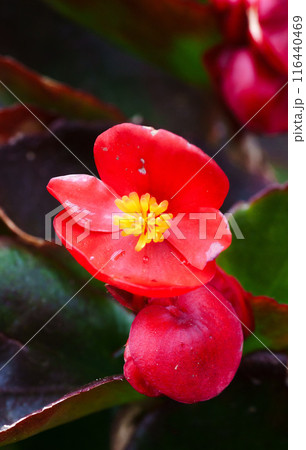 シロバナベゴニアのアップ 116440469