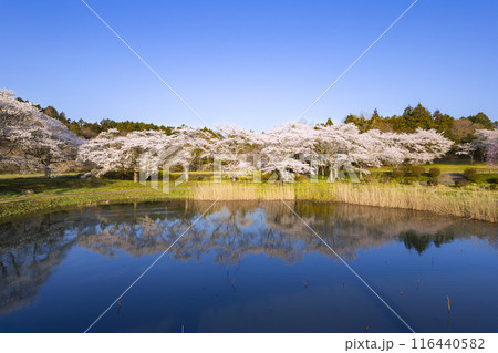 宮城平筒沼ふれあい公園の水鏡の満開の桜並木 116440582