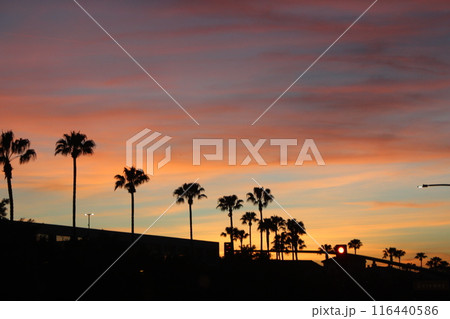 夕焼けに染まるパームツリー 116440586