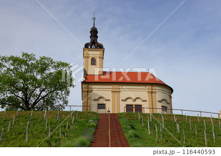 チェコ共和国　南モラヴィア大草原の拠点となるキヨフ近郊の街ブゼネツのブドウ畑の丘の上の教会 116440593