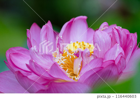 蓮の花芯 蓮の花芯 116440603