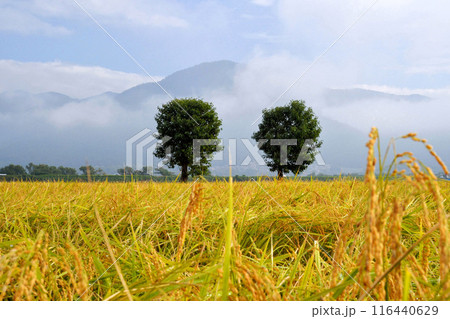 日本の田園風景 日本の田園風景 116440629