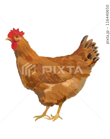 地鶏（おんどり） 116440650