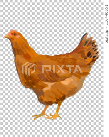 Local chicken (hen) 116440651