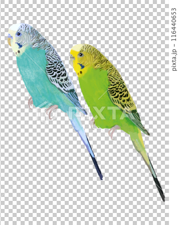 虎皮鸚鵡（藍色、淺綠色） 116440653