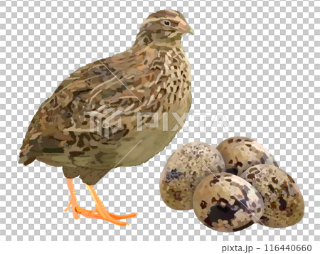 Quail and eggs Quail and eggs 116440660