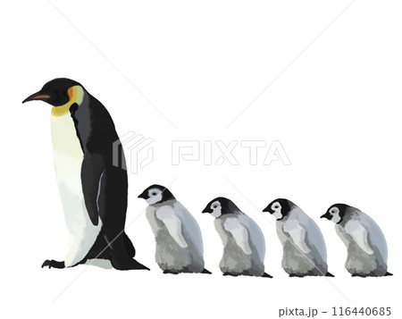 ペンギンの親子（5羽） 116440685