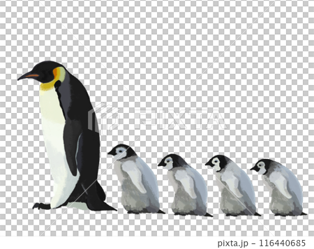 Penguin parents and children (5 birds) Penguin parents and children (5 birds) 116440685
