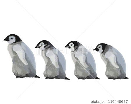 ペンギンのヒナ 116440687