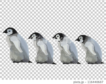 ペンギンのヒナ 116440687