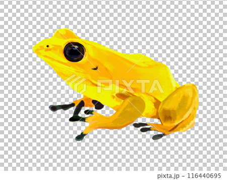 Moudokuya toad frog Moudokuya toad frog 116440695