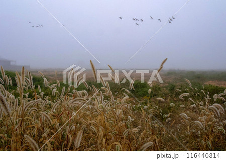 日本の田園風景 日本の田園風景 116440814